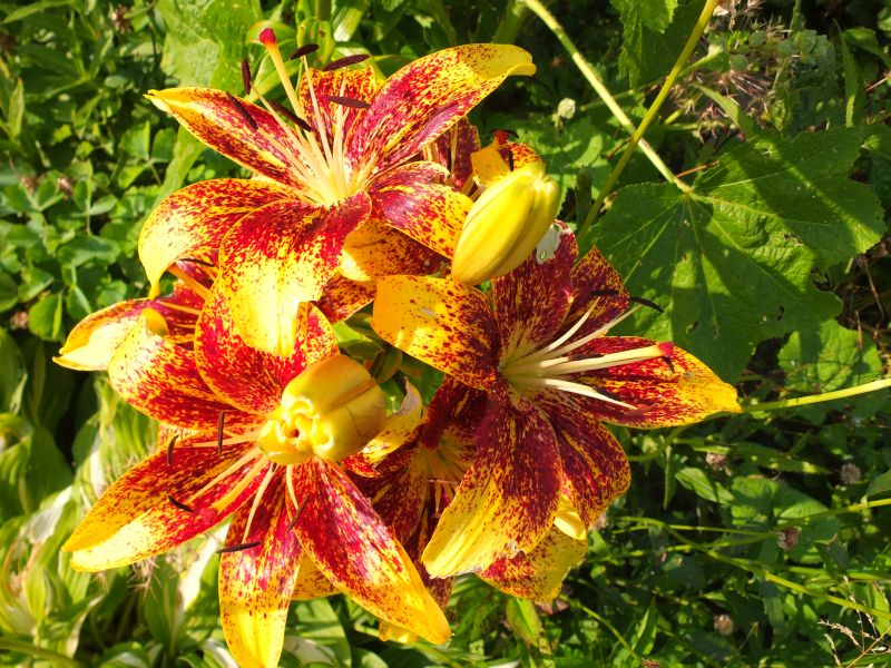 Orange gelbe orientalische Lilien im Juli