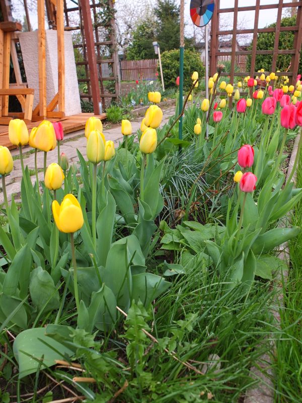 Tulpen in gelb und rot im Garten