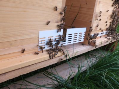Bienen mit Absperrgitter vor dem Flugloch