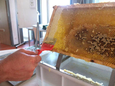 Entdeckeln einer Honigwabe mit Entdeckelungsgeschirr