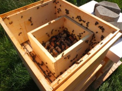 Einfütterung der Bienen mit einem Holzkasten