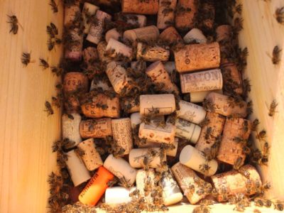 Fütterung der Bienen mit Holzkasten und Korken als Schwimmhilfe