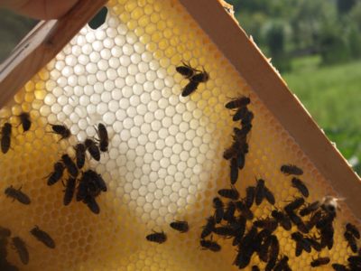 Vergleich alte und neue Bienen Waben