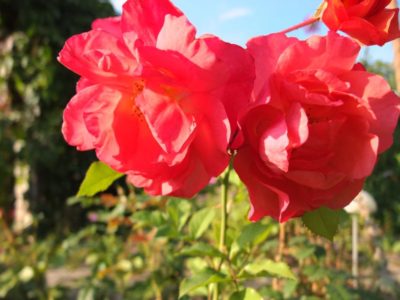Rose Westerland Blüte