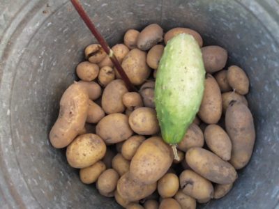 Kartoffeln und Bautzener Kastengurke