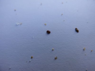 Varroa Milbe auf einer Varroawindel nach der Ameisensäurebehandlung