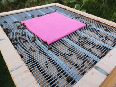 Ameisensäurebehandlung bei Bienen mit der Schwammtuchmethode