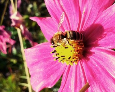 Cosmea Blüte in Pink mit Biene