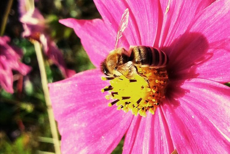 Cosmea Blüte in Pink mit Biene