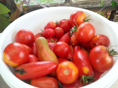 vollreife Tomaten San Marzano und Malinowski