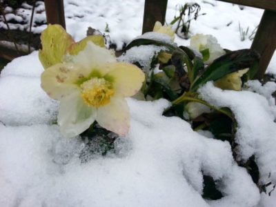 weiße Christrose im Schnee