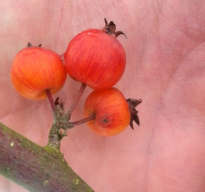 Was macht der Gärtner im Winter – Nach dem Rechten schauen! Zierapfel Malus Evereste
