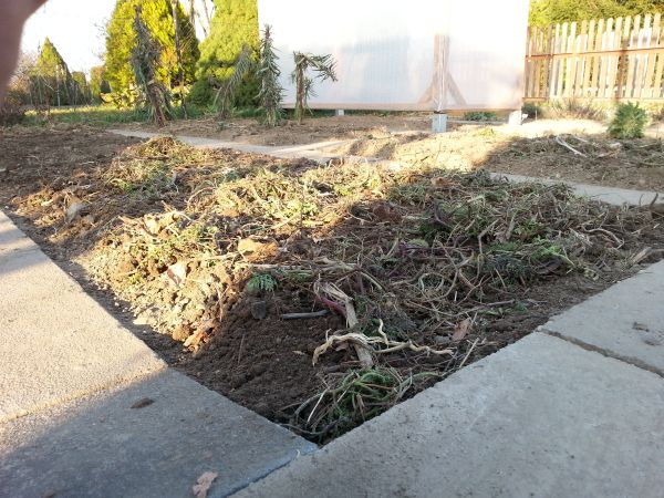 Gründüngung nach dem Winter auf dem Beet