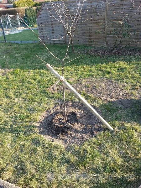 Der Garten im März 2014 ein kleiner Halbzeitrückblick — Parzelle94.de