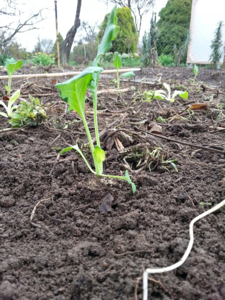 Kohlrabi gepflanzt