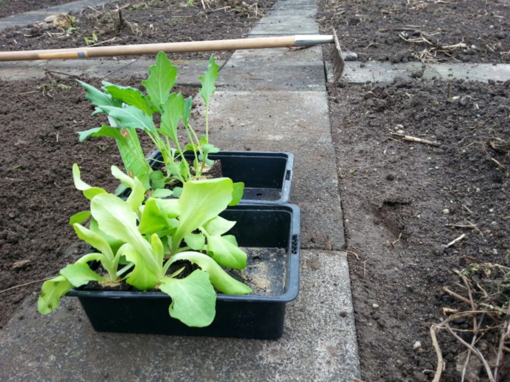 Kopfsalat aus dem Baumarkt