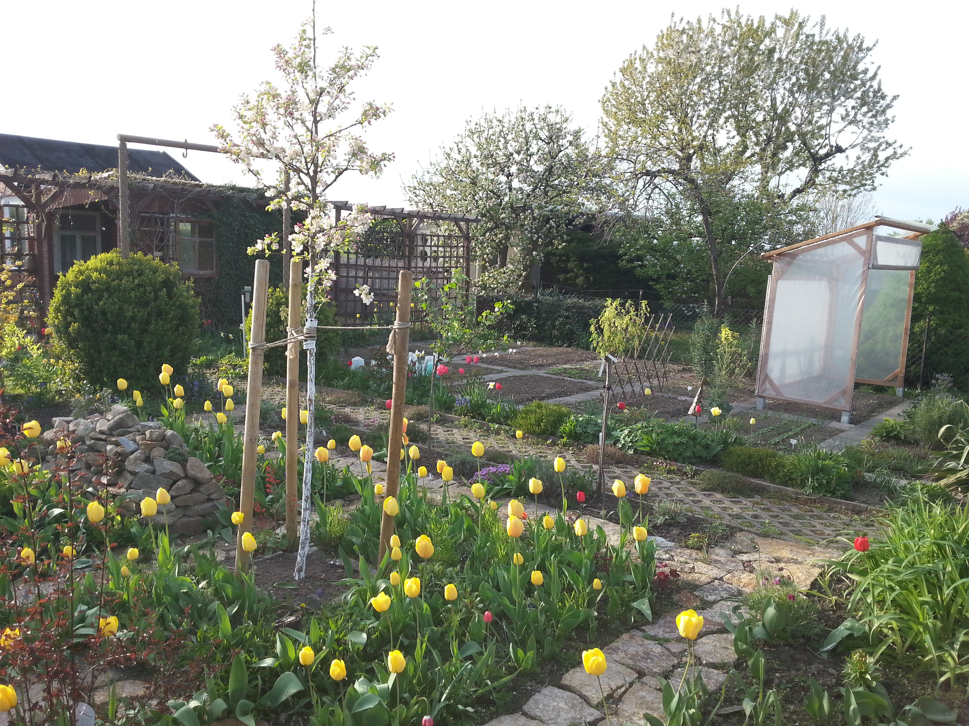 Staudenbeet in der Parzelle94 im Frühling