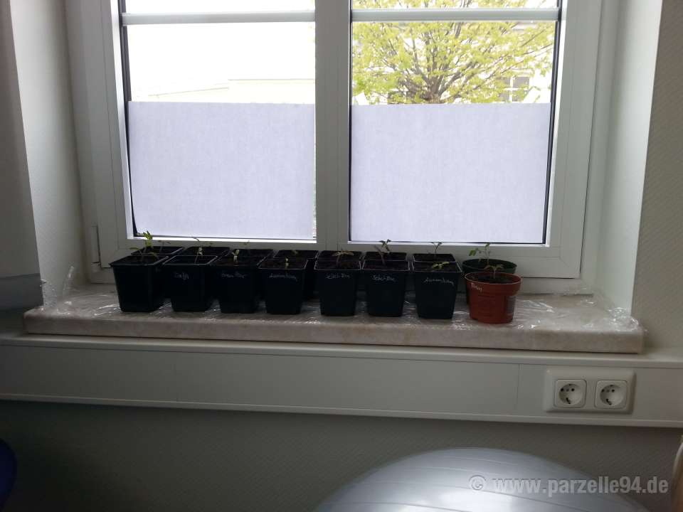 Tomaten auf der Fensterbank mit Sonnenschutz aus Papier