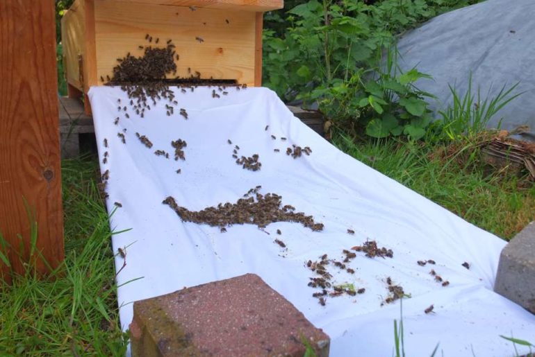 Bienenkiste einlaufen lassen nach einer halben Stunde