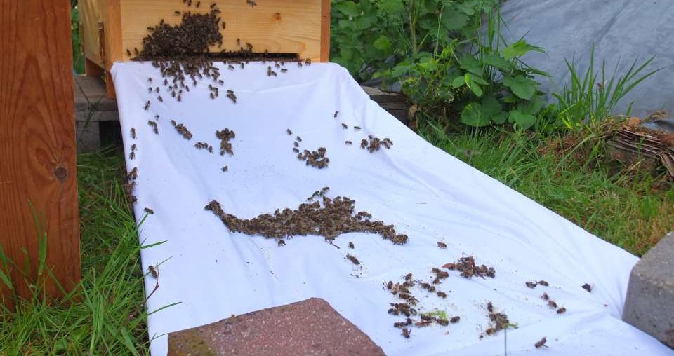 Bienenkiste vorbereiten und Einlaufen des Bienenschwarms Bienenkiste einlaufen lassen nach einer halben Stunde