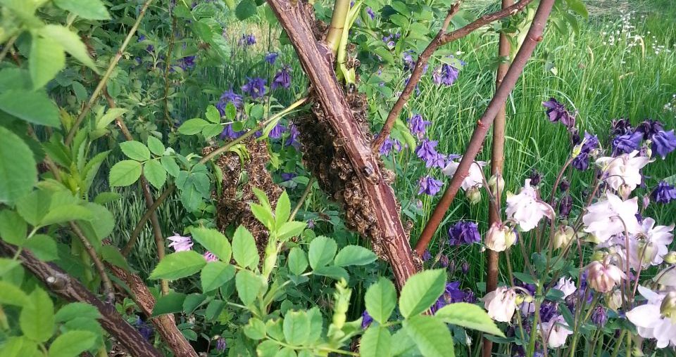 Ein kleiner Bienenschwarm wird eingefangen Restbienen Schwarm