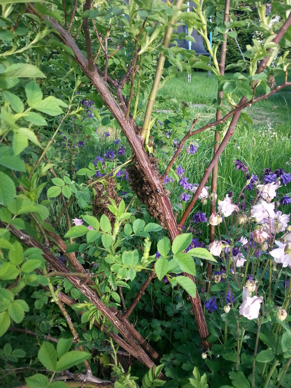 Restbienen Schwarm
