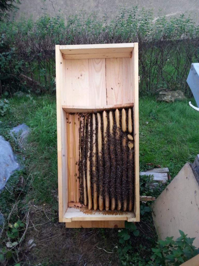 Bienenkiste offen 1. Jahr September