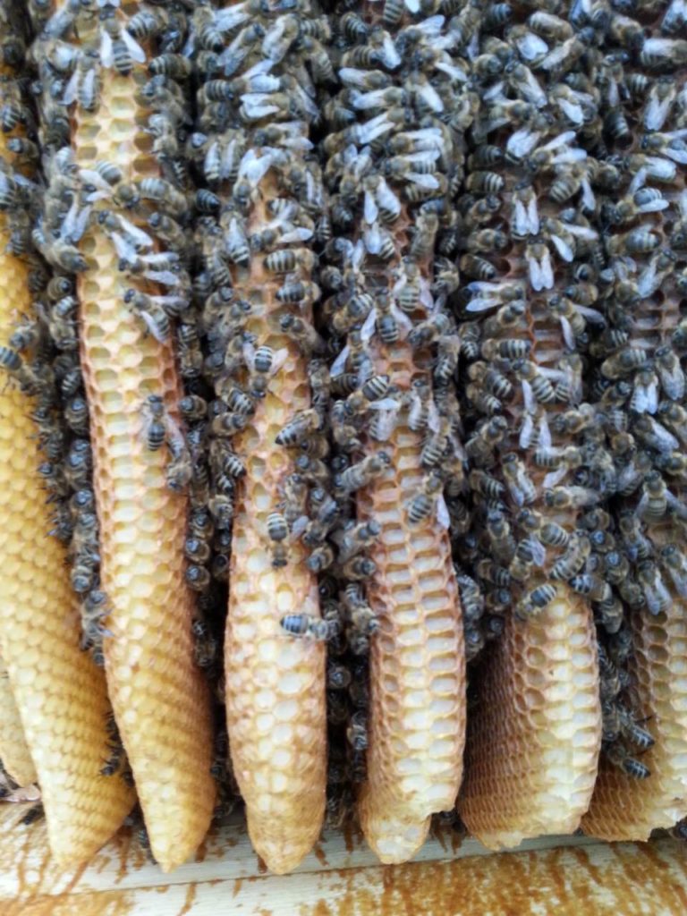 Bienenkiste Wabenwerk Detail Großansicht