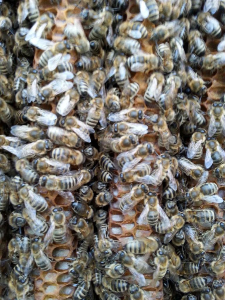 Bienen in der Bienenkiste