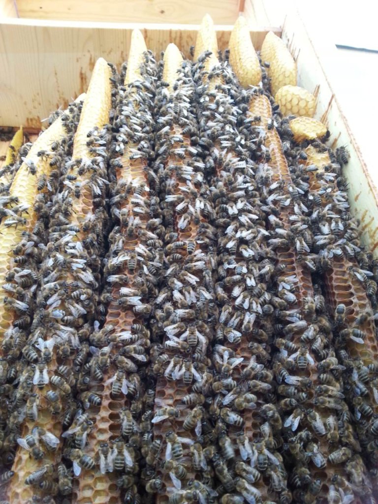 Bienenkiste Wabenwerk mit Bienen im September
