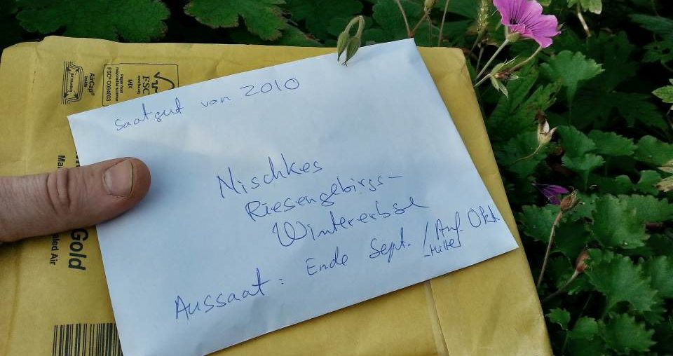 Nischkes Riesengebirgs-Wintererbse – seltenes Gemüse jetzt auch in der Parzelle94 Brief mit Saatgut