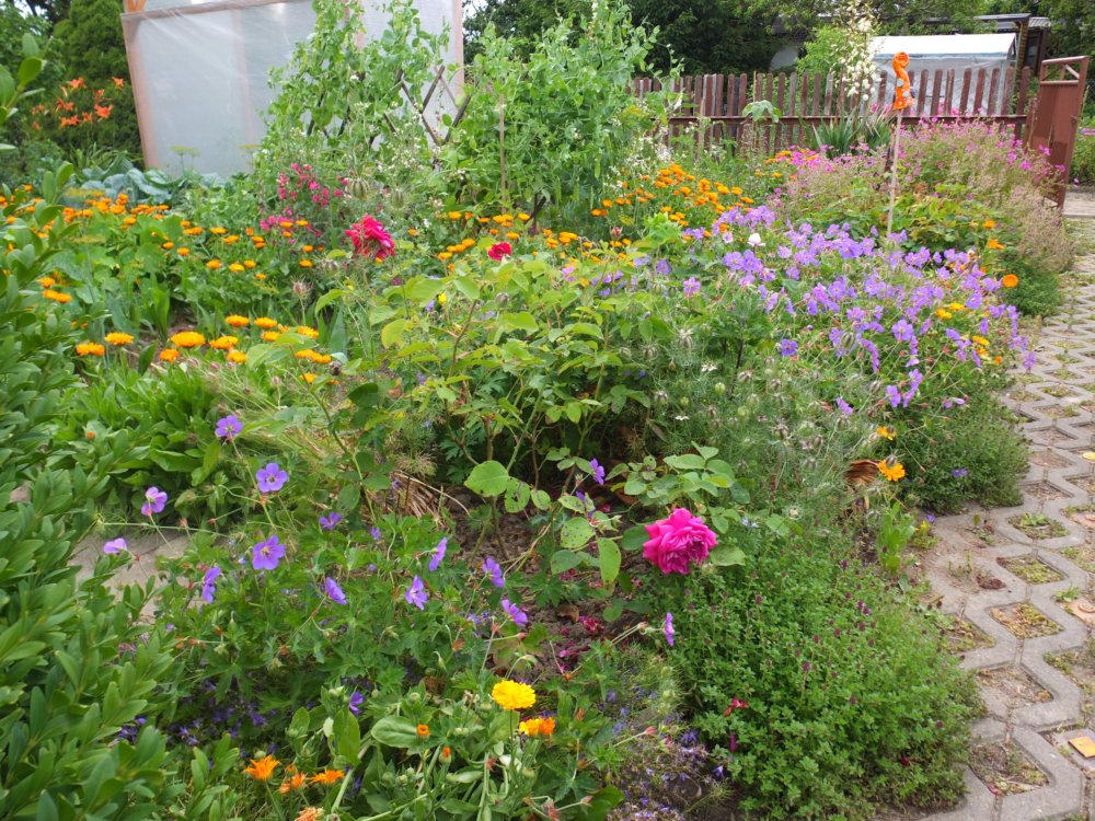 Rosen und Storchschnabel im Sommer