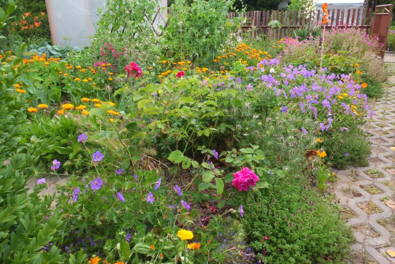 Rosen und Storchschnabel im Sommer