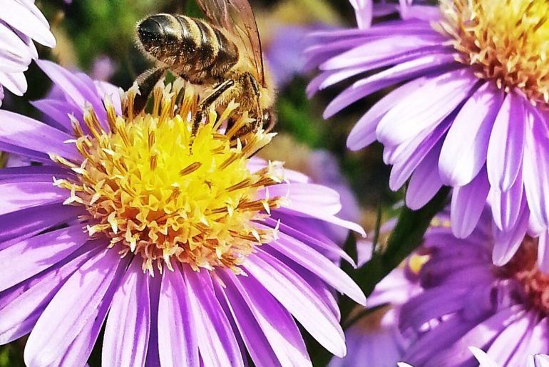 Biene auf einer lila Herbstaster