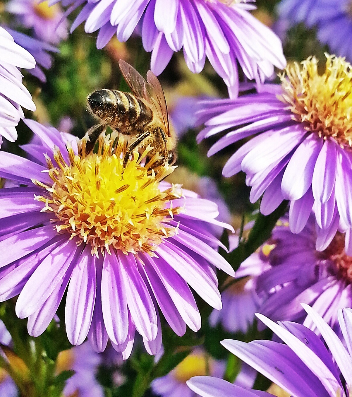 Biene auf einer lila Herbstaster