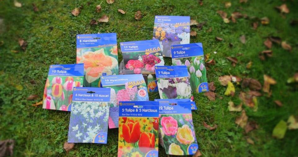 Herbst ist Pflanzzeit für Frühblüher Blumenzwiebeln Blumenzwiebeln von Kiepenkerl