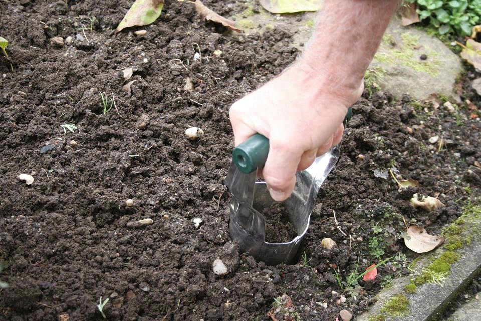 Blumenzwiebeln pflanzen mit einem Zwiebelpflanzer