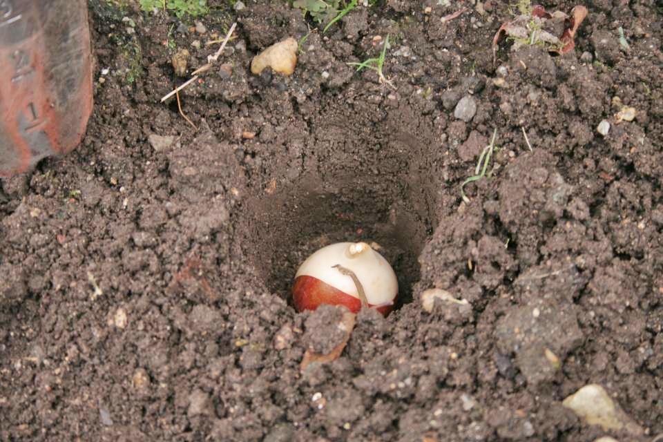 Blumenzwiebel Frühblüher Tulpe im Pflanzloch