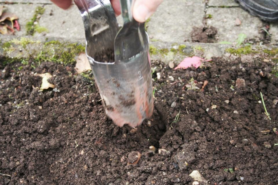 Zwiebelsetzer Pflanzloch verfüllen