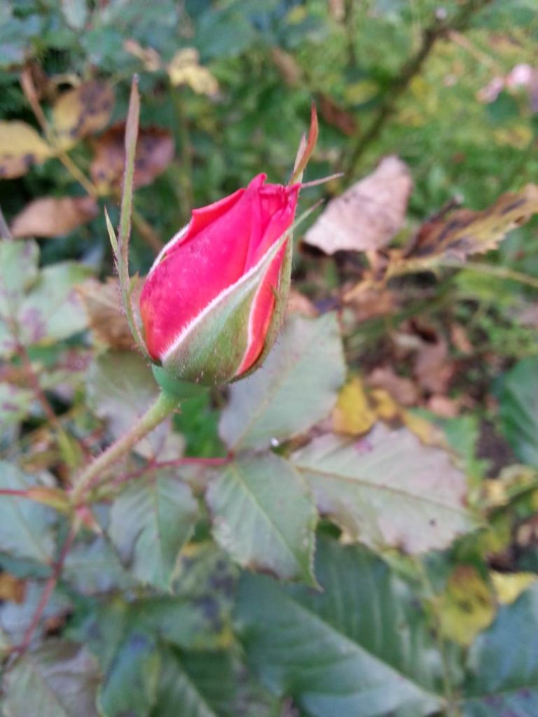 Rose Sympathie Oktober Knospe