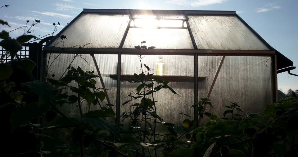 Mehr Licht im Winter: Gewächshaus und Scheiben reinigen! Gewaechshaus 3800 vor der Reinigung verschmutzt