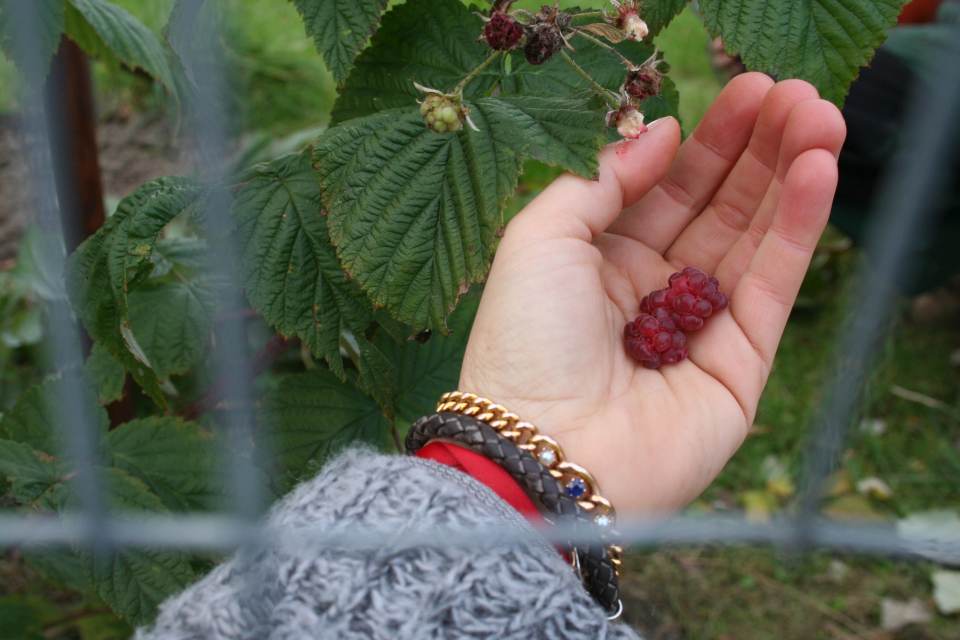 Herbsthimbeeren im November