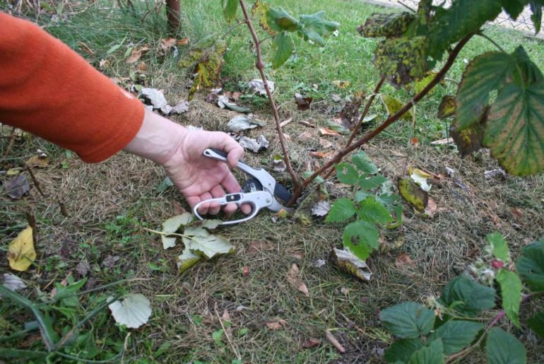 Herbsthimbeeren schneiden