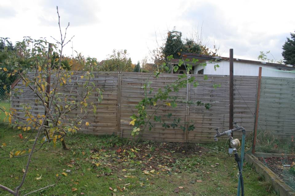 Spalier Himbeere Brombeere fertig Frontansicht