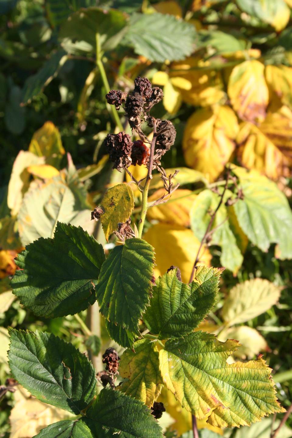 Praktisches Spalier für Himbeeren und Brombeeren