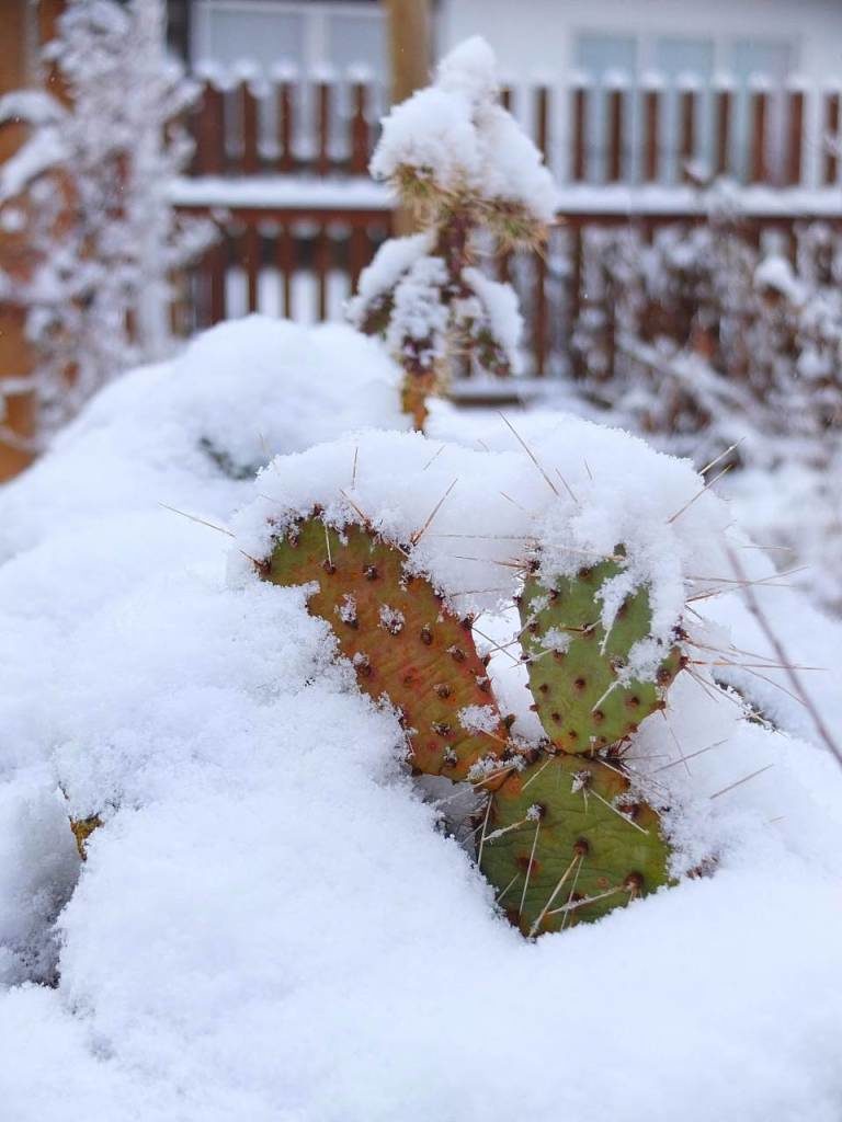 Feigenkaktus Freiland Winter Dezember 2014