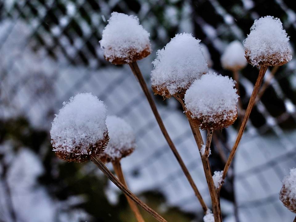 Staude mit Schneehaube Winter Dezember 2014