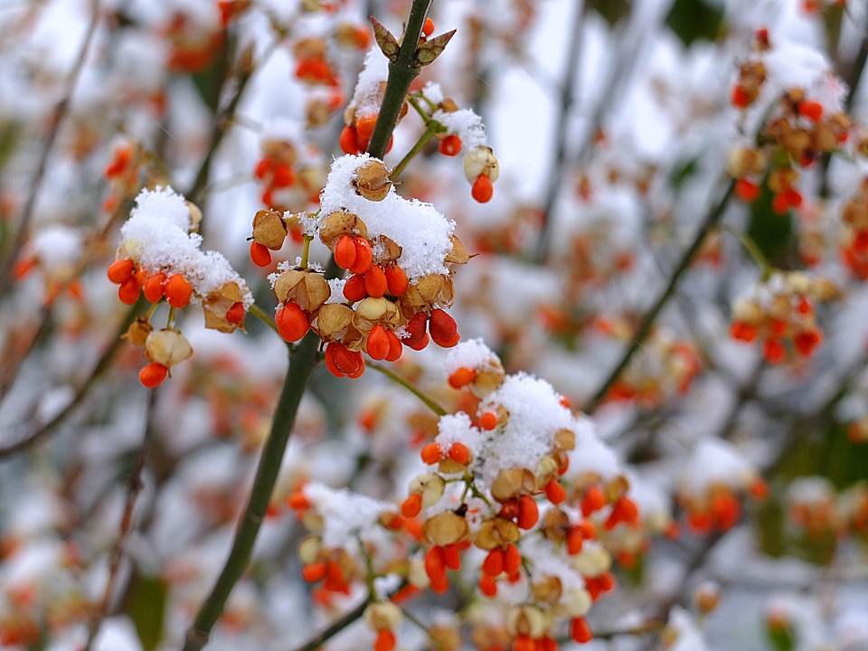 Strauch orange Beeren Winter_2014