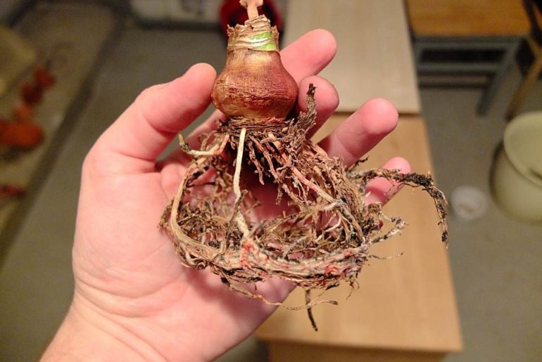 Amaryllis Zwiebel ausgetopft mit Wurzeln