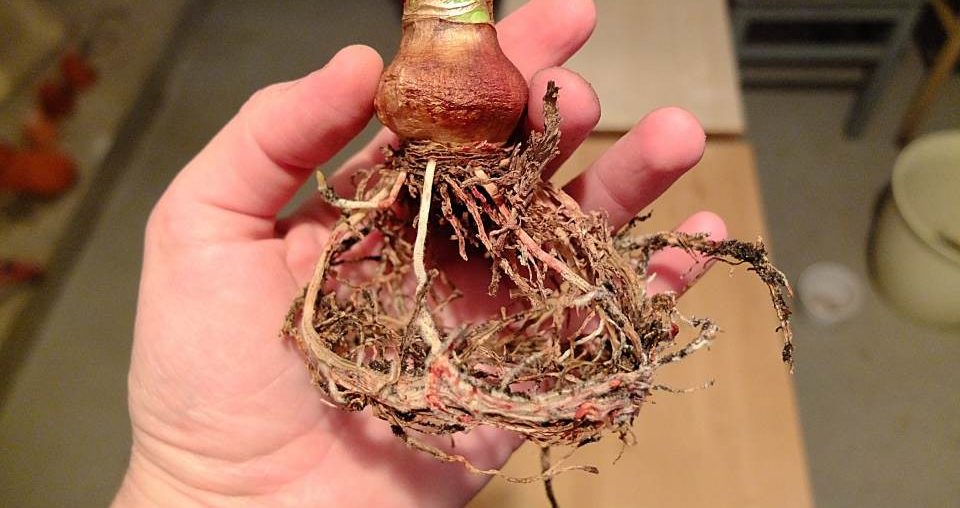 Amaryllis umtopfen Schritt für Schritt Amaryllis Zwiebel ausgetopft mit Wurzeln